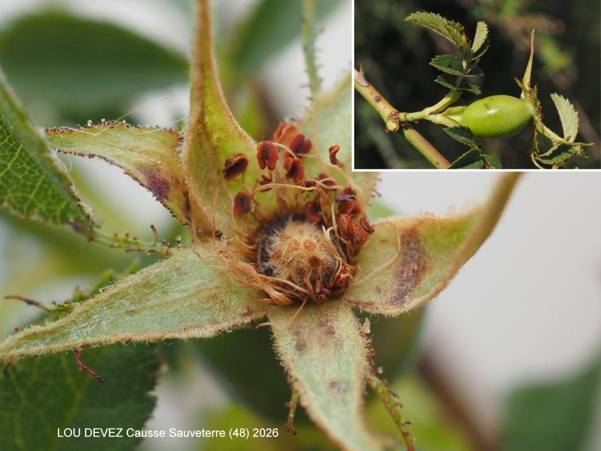 Rose,((inodorous) fruit